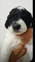 Ahoy, a female Goldendoodle for sale in Kendall, FL – 1 of 1