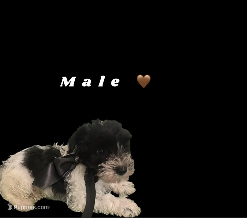 Max – Miniature Schnauzer puppy for sale in Kendall, FL