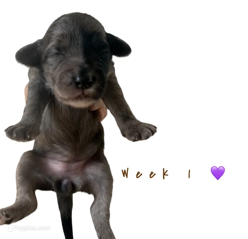 Mochi  – Goldendoodle puppy for sale in Kendall, FL