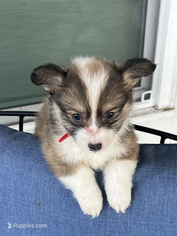 Corgi – Pembroke Welsh Corgi puppy for sale in Douglas, GA