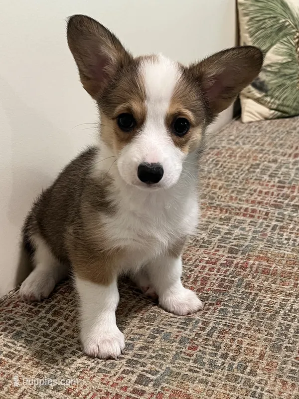 Corgi – Pembroke Welsh Corgi puppy for sale in Douglas, GA