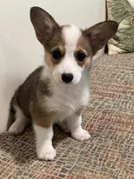 Corgi, a female Pembroke Welsh Corgi for sale in Douglas, GA – 1 of 3
