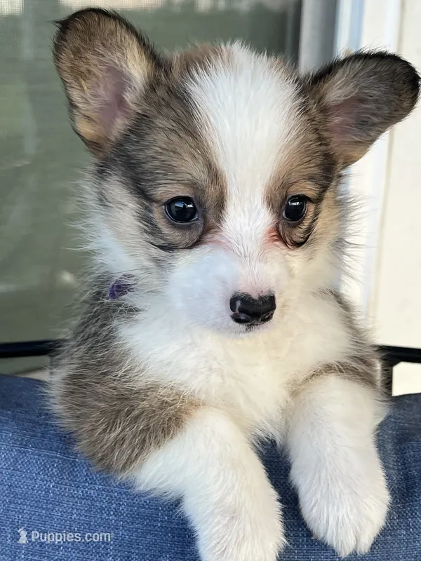Corgi – Pembroke Welsh Corgi puppy for sale in Douglas, GA