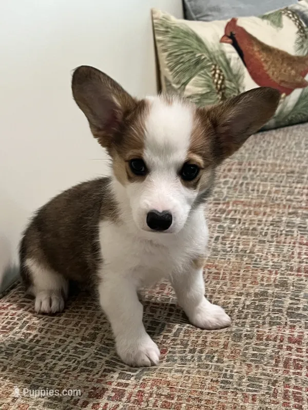 Corgi – Pembroke Welsh Corgi puppy for sale in Douglas, GA