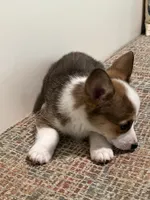 Corgi, a female Pembroke Welsh Corgi for sale in Douglas, GA – 2 of 3