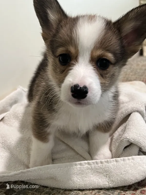 Corgi – Pembroke Welsh Corgi puppy for sale in Douglas, GA