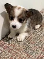 Corgi, a female Pembroke Welsh Corgi for sale in Douglas, GA – 2 of 2