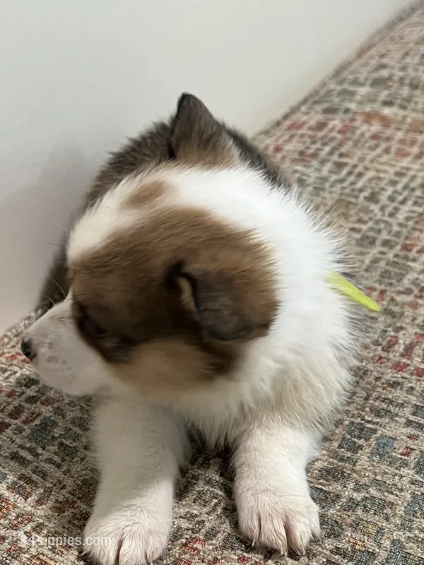 Corgi – Pembroke Welsh Corgi puppy for sale in Douglas, GA