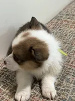 Corgi, a female Pembroke Welsh Corgi for sale in Douglas, GA – 1 of 2