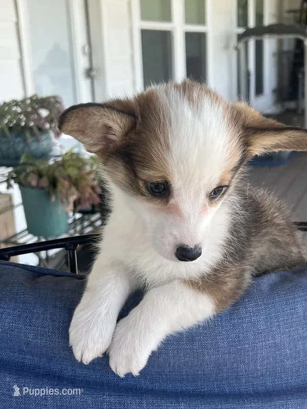 Corgi – Pembroke Welsh Corgi puppy for sale in Douglas, GA