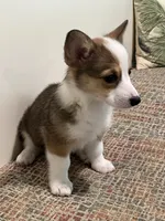 Corgi, a female Pembroke Welsh Corgi for sale in Douglas, GA – 3 of 3