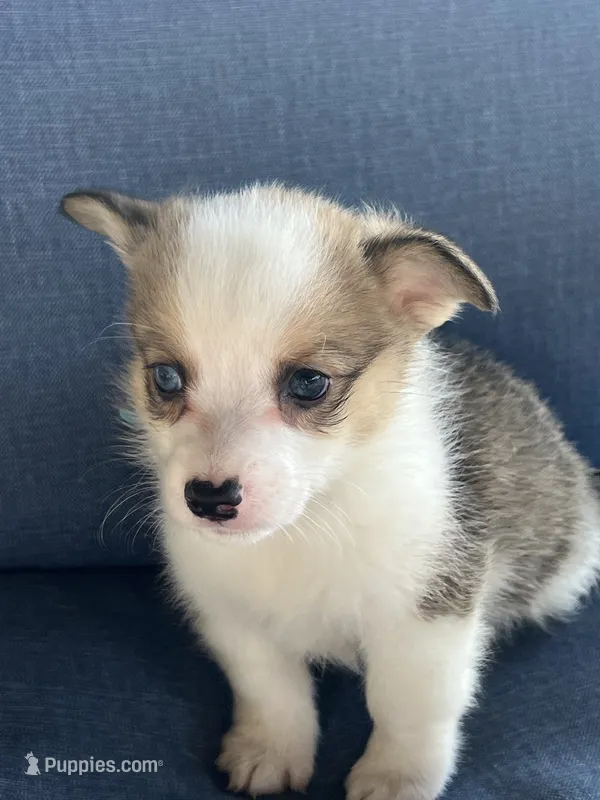 Corgi – Pembroke Welsh Corgi puppy for sale in Douglas, GA