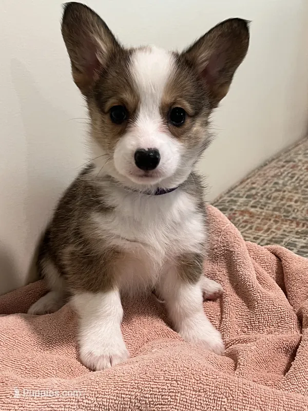 Corgi – Pembroke Welsh Corgi puppy for sale in Douglas, GA