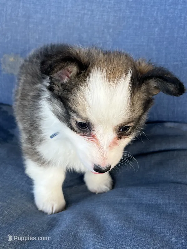 Corgi – Pembroke Welsh Corgi puppy for sale in Douglas, GA