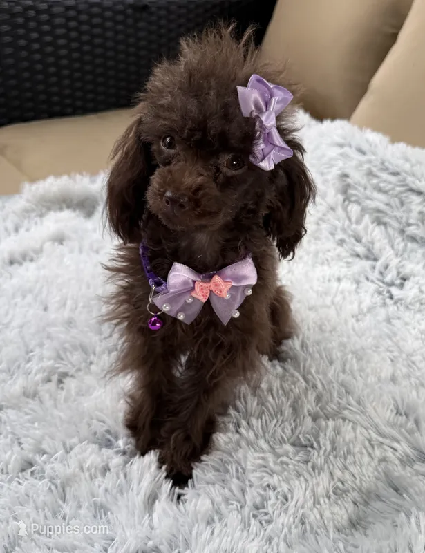 Tiny Mija – Poodle - Toy  puppy for sale in Newcomerstown, OH