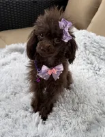 Tiny Mija, a female Poodle - Toy  for sale in Newcomerstown, OH – 1 of 8