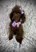 Tiny Mija, a female Poodle - Toy  for sale in Newcomerstown, OH – 8 of 8