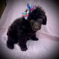 AKC Mocha, a female Poodle - Toy  for sale in Newcomerstown, OH – 1 of 2