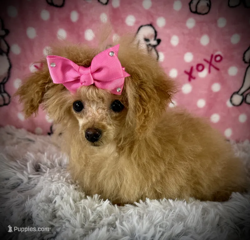 Tiny Allie – Poodle - Toy  puppy for sale in Newcomerstown, OH