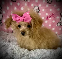 Tiny Allie, a female Poodle - Toy  for sale in Newcomerstown, OH – 1 of 8