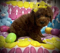 AKC Toby, a male Poodle - Miniature  for sale in Newcomerstown, OH – Photo 2 of 3