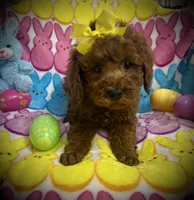 AKC Toby, a male Poodle - Miniature  for sale in Newcomerstown, OH – Photo 3 of 3