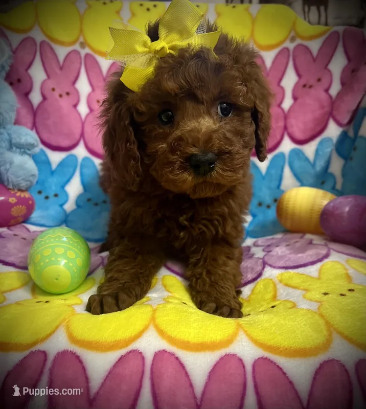 AKC Toby – Poodle - Miniature  puppy for sale in Newcomerstown, OH