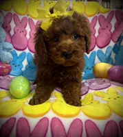 AKC Toby, a male Poodle - Miniature  for sale in Newcomerstown, OH – Photo 1 of 3