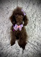 Tiny Mija, a female Poodle - Toy  for sale in Newcomerstown, OH – 3 of 8