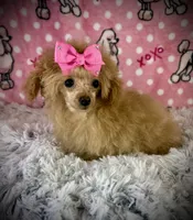 Tiny Allie, a female Poodle - Toy  for sale in Newcomerstown, OH – 8 of 8