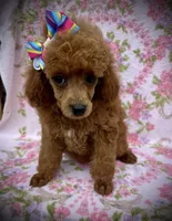 AKC Darla, a female Poodle - Miniature  for sale in Newcomerstown, OH – 2 of 2