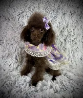 Tiny Mija, a female Poodle - Toy  for sale in Newcomerstown, OH – 5 of 8