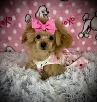 Tiny Allie, a female Poodle - Toy  for sale in Newcomerstown, OH – 4 of 8