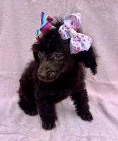 AKC Mocha, a female Poodle - Toy  for sale in Newcomerstown, OH – 2 of 2