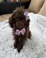 Tiny Mija, a female Poodle - Toy  for sale in Newcomerstown, OH – 2 of 8
