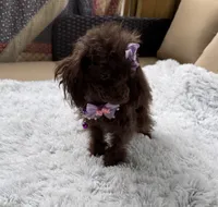 Tiny Mija, a female Poodle - Toy  for sale in Newcomerstown, OH – 6 of 8