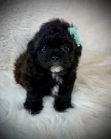 Lil Ember, a female Shih Tzu for sale in Newcomerstown, OH – Photo 2 of 3