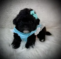 Lil Ember, a female Shih Tzu for sale in Newcomerstown, OH – Photo 1 of 3