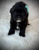 Lil Ember, a female Shih Tzu for sale in Newcomerstown, OH – Photo 3 of 3