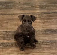 Lil Tera, a female Miniature Schnauzer for sale in Newcomerstown, OH – 2 of 2