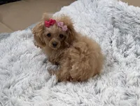 Tiny Allie, a female Poodle - Toy  for sale in Newcomerstown, OH – 5 of 8