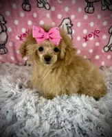Tiny Allie, a female Poodle - Toy  for sale in Newcomerstown, OH – 3 of 8
