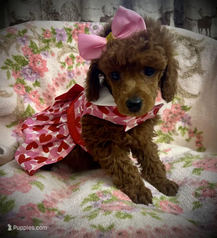 AKC Sapphire  – Poodle - Miniature  puppy for sale in Newcomerstown, OH