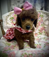 AKC Sapphire , a female Poodle - Miniature  for sale in Newcomerstown, OH – Photo 3 of 3