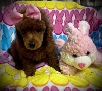 AKC Sapphire , a female Poodle - Miniature  for sale in Newcomerstown, OH – Photo 2 of 3