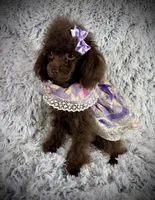 Tiny Mija, a female Poodle - Toy  for sale in Newcomerstown, OH – 7 of 8