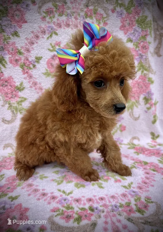 AKC Darla – Poodle - Miniature  puppy for sale in Newcomerstown, OH