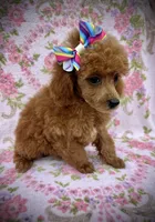AKC Darla, a female Poodle - Miniature  for sale in Newcomerstown, OH – 1 of 2