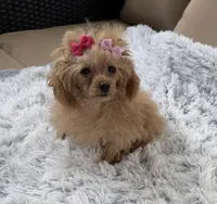 Tiny Allie, a female Poodle - Toy  for sale in Newcomerstown, OH – 2 of 8