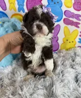 Lil Dallas, a male Shih Tzu and Poodle - Toy  for sale in Newcomerstown, OH – Photo 2 of 2